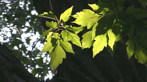 Sunshine and Leaves Video stock 4707107