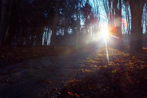 Sunshine and path in the park Stock Photos