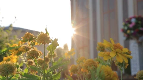 Sunshine and sunflowers Stock Footage 90315058