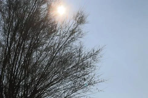 Sunshine and Tree Stock Photos