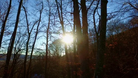 Sunshine and trees in the forest Video stock 87295505