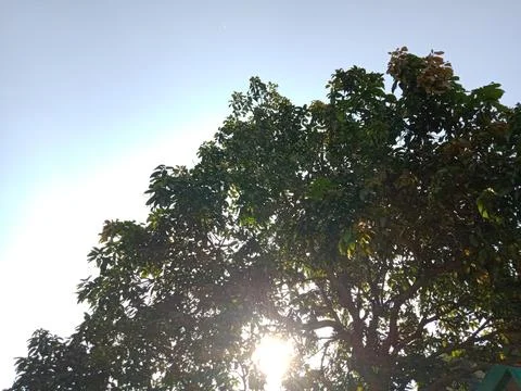 Sunshine and trees Stock Photos