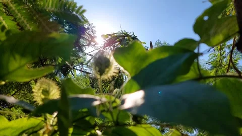 Sunshine and wind and leave Stock Footage 296624588
