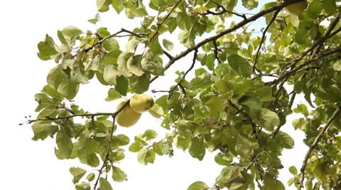 Sunshine apples Stockbeeldmateriaal 8659577