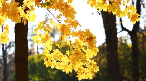 Sunshine are visible through yellow autumn leaves of a maple Stock Footage 46351655
