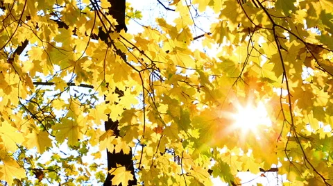 Sunshine are visible through yellow autumn leaves of a maple Video stock 46440316