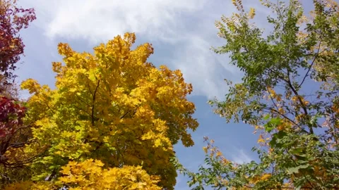 Sunshine in autumn forest Stock Footage 218111642