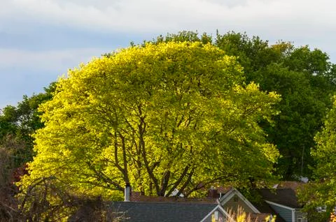 Sunshine backlighting tree Stock Photos