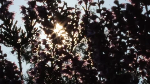 Sunshine backlit through Flowers Stock Footage 41874160