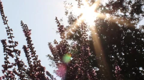 Sunshine backlit thrugh Flowers Stock Footage 41875117