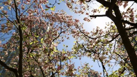 Sunshine beam travelling across crown pink magnolia tree Stock Footage 89010341