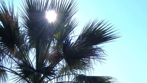 Sunshine behind Palm tree Stock Footage 123774860