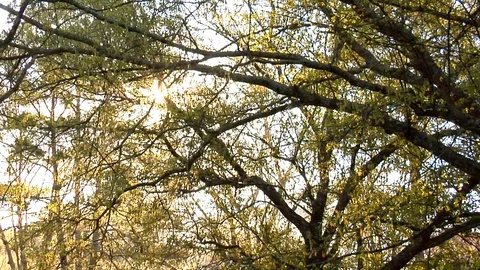 Sunshine Behind Reaching Tree Limbs Stock Footage 105068149