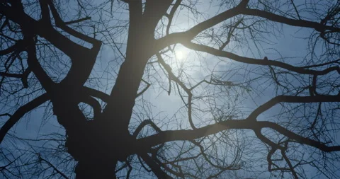 Sunshine behind a spectral barren tree in a cold winter day Stock Footage 159865344