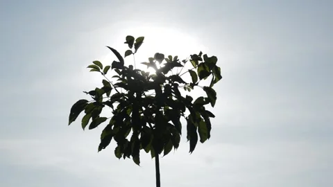 Sunshine behind the tree Stock Footage 197586300