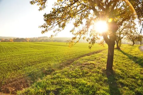 Sunshine behind tree. Stock Photos