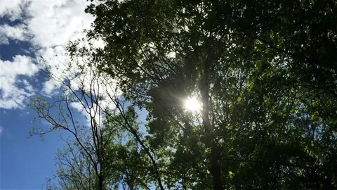 Sunshine behind the trees 스톡 동영상 112182227