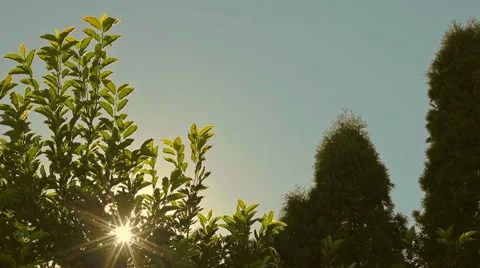 Sunshine blue sky and leaves Stock Footage 44384904