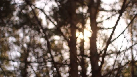 Sunshine Bokeh on an autumn day Stock Footage 234815134