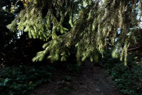 Sunshine branches evergreen pine tree Stock Photos