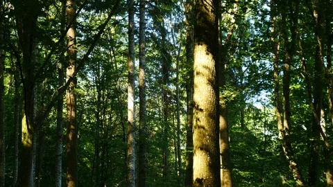 Sunshine breaking through the green leaves in deciduous forest Stock Footage 89701406