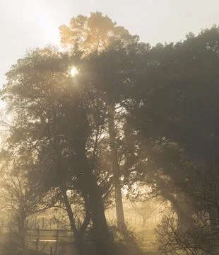 Sunshine breaking through trees on a misty morning Stock Photos