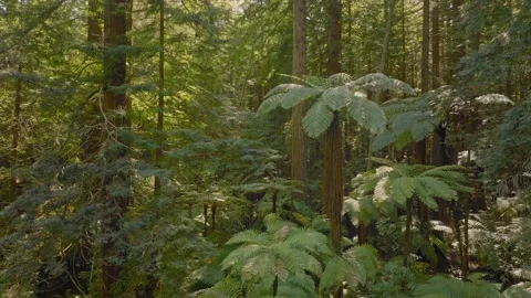 Sunshine breaks through a scenic forest canopy Stock-Footage 218507894