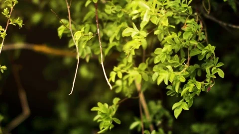 Sunshine Bush in the Wind 스톡 동영상 107652891