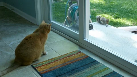 Sunshine the cat watches a squirrel - two views 4K Видео 108564125