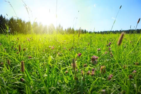 Sunshine on the clover field. Stock Photos