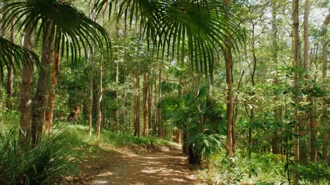 Sunshine Coast Forest Narrow Walking Trail Stock Footage 152680980