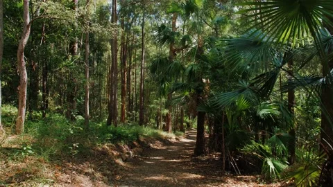 Sunshine Coast Forest Park Dense Bushland Hiking Trail Australia Stock Footage 152681518