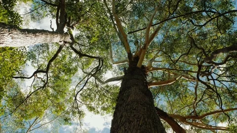 Sunshine Coast Forest Park Looking Up At Tree Stock Footage 152680879