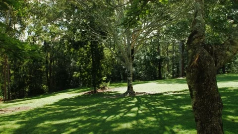 Sunshine Coast Forest Park Tree Wide Shot Stock Footage 152680663