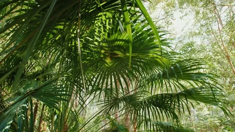 Sunshine Coast Forest Park Tree Wide Shot Stock Footage 152681147