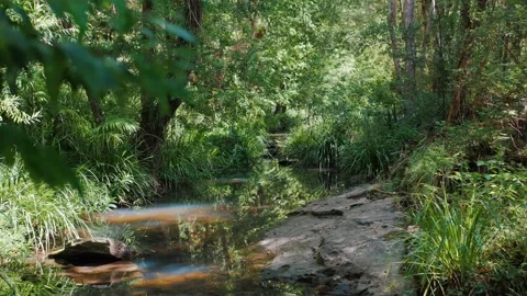 Sunshine Coast Forest Trees Overhanging Small Freshwater Stream Stock Footage 152681754