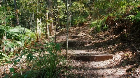 Sunshine Coast Forest Walking Trail With Steps Stock Footage 152682440