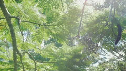 Sunshine Coast Tree Closeup Stock Footage 152680662