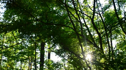 Sunshine coming through green trees in a forest Video stock 50113380