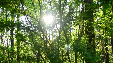 Sunshine coming through green trees in a forest - panning Stock Footage 50113387