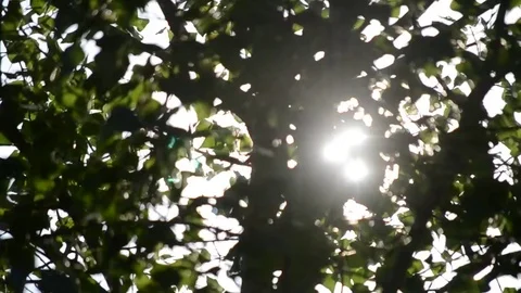 Sunshine coming through green trees in a forest Stock Footage 71193719