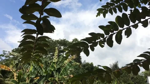 Sunshine with a cool breeze Stock Footage 205204851