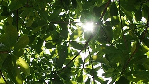 Sunshine creep leaf to below in afternoon summer Stock Footage 112599428
