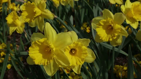 Sunshine daffodils Stock Footage 22770233