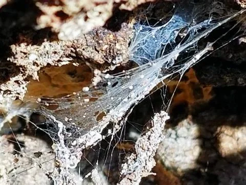 Sunshine Dappling on Delicate Spider's Web with Egg Larva Stock Photos