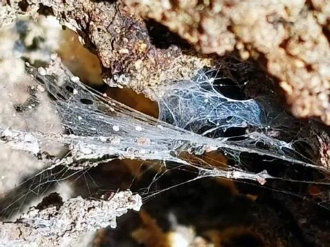 Sunshine Dappling on Delicate Spider's Web with Egg Larva Stock Photos