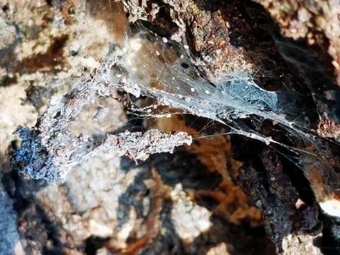 Sunshine Dappling on Delicate Spider's Web with Egg Larva Stock Photos