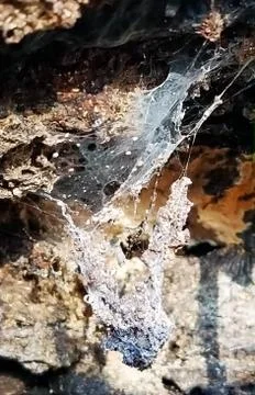 Sunshine Dappling on Delicate Spider's Web with Egg Larva Stock Photos