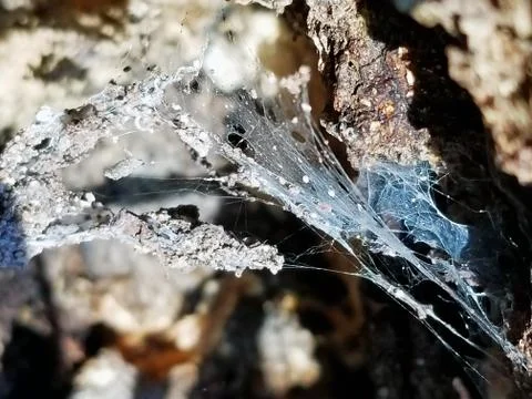 Sunshine Dappling on Delicate Spider's Web with Egg Larva Stock Photos