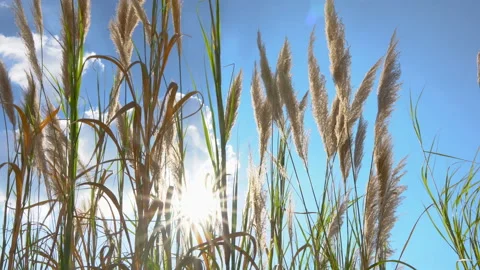 Sunshine on day time through big grass flower with blowing wind Stock Footage 134745781